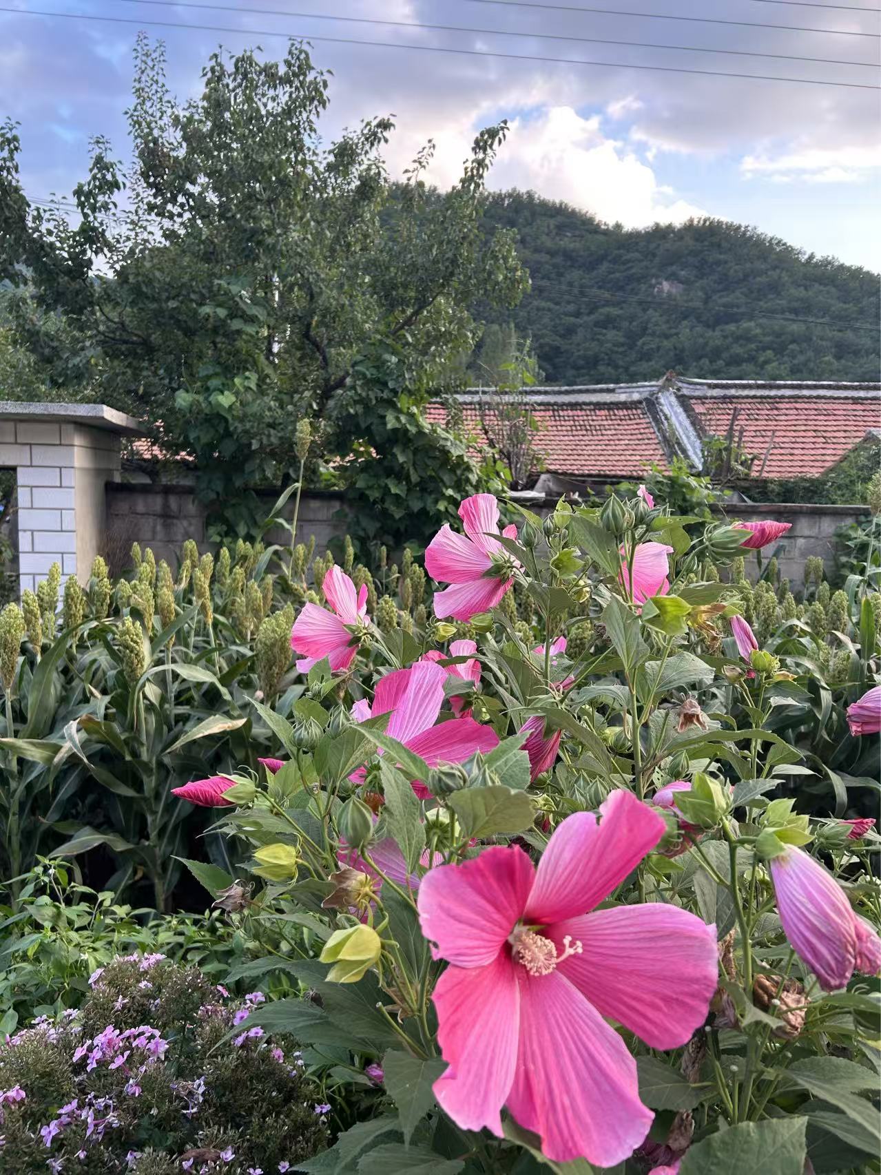 故乡山村的花